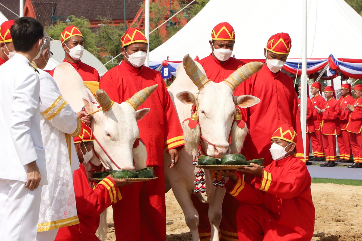 เปิดคำพยากรณ์พระยาแรกนาเสี่ยงทายผ้า 4 คืบ พระโคกินเลี้ยง 4 อย่าง