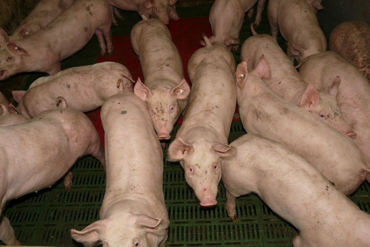 เฉลิมชัยยันคุม ASF อหิวาต์หมูอยู่หมัด ป้อนคนในประเทศ 1.5 ล้านตัวต่อเดือน