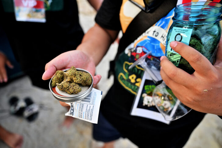 กัญชา cannabis กัญชา cannabis