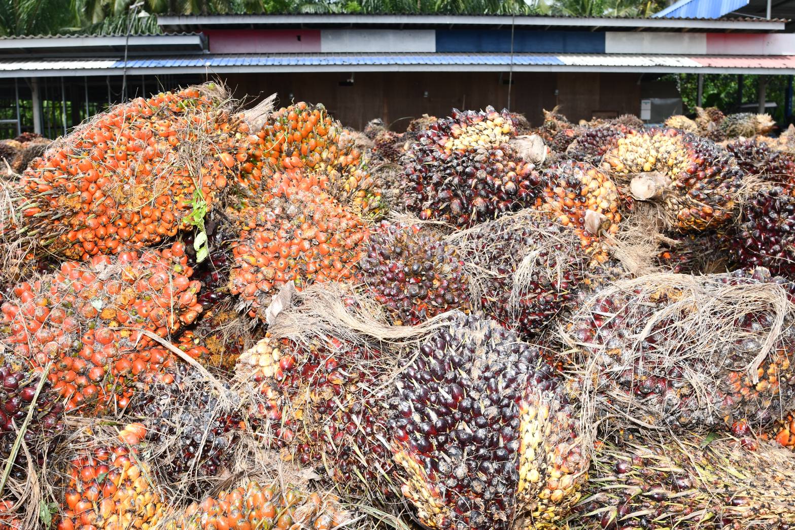 พาณิชย์ปูพรมตรวจเครื่องชั่งรถยนต์รับซื้อปาล์มน้ำมันพื้นที่ภาคใต้