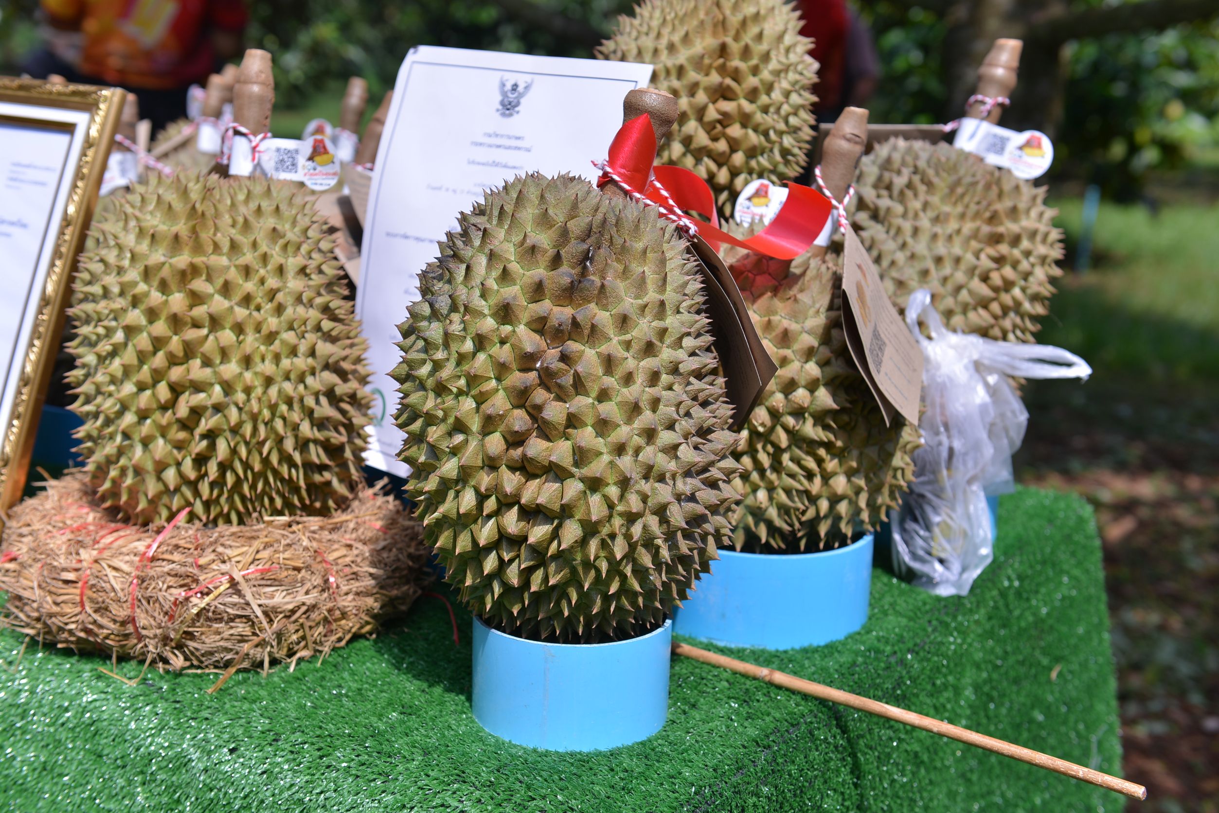 เซ็นทรัล ฟู้ด นำของดีสินค้า GI “ทุเรียนภูเขาไฟศรีสะเกษ” ขึ้นห้างช่วยชุมชน