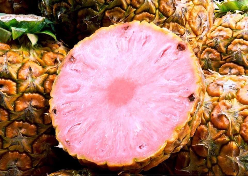 สับปะรด GMO สีชมพู ลักลอบเข้าไทยเกลื่อน ร้องรัฐกว่า 9 เดือน ไม่เป็นผล