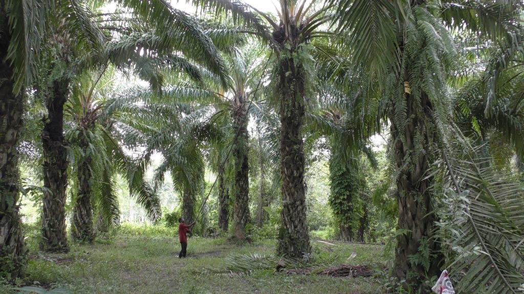 สุราษฎร์ธานี ต้นแบบจังหวัดปลูกปาล์มยั่งยืน RSPO