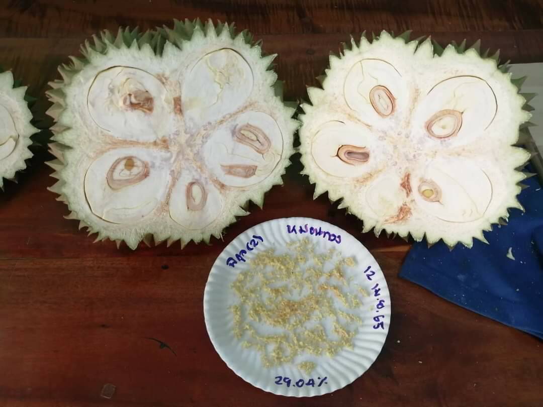ทุเรียน