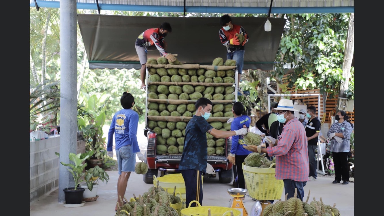 ทุเรียนอ่อนระบาด เกษตรฯเข้มคัดเกรดก่อนถึงมือผู้บริโภคทั้งใน-ต่างประเทศ