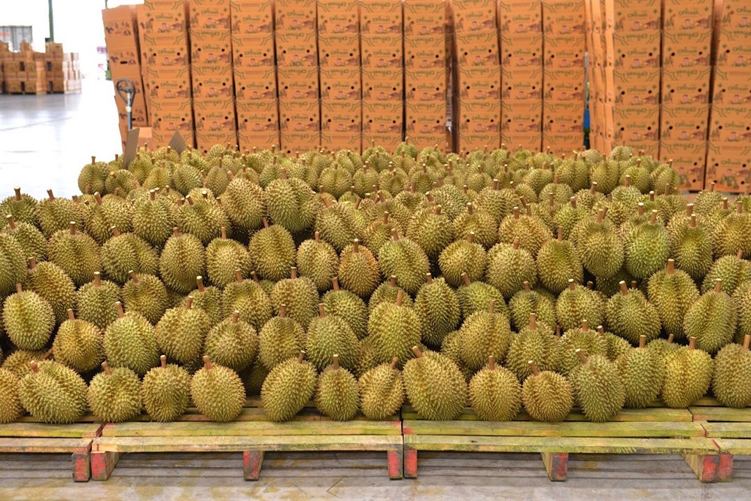 ส่งออกทุเรียนไปจีนทะลุเป้า 4 เดือนกว่าโกย 5 หมื่นล้าน