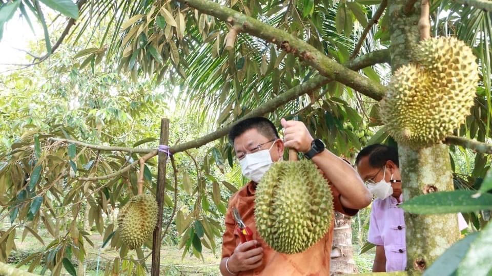 สมุทรสงคราม เร่งเพิ่มกิ่งพันธุ์ปลูกทุเรียน 3 น้ำ หนุนรายได้เกษตรกรตลอดปี
