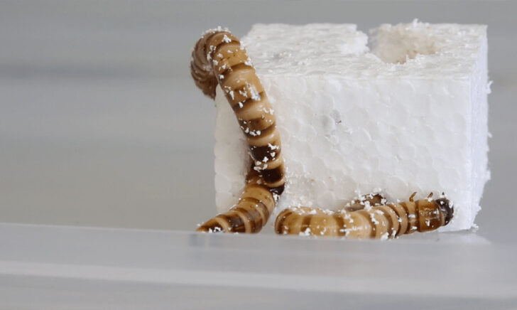 Superworm-pic ซูเปอร์เวิร์ม