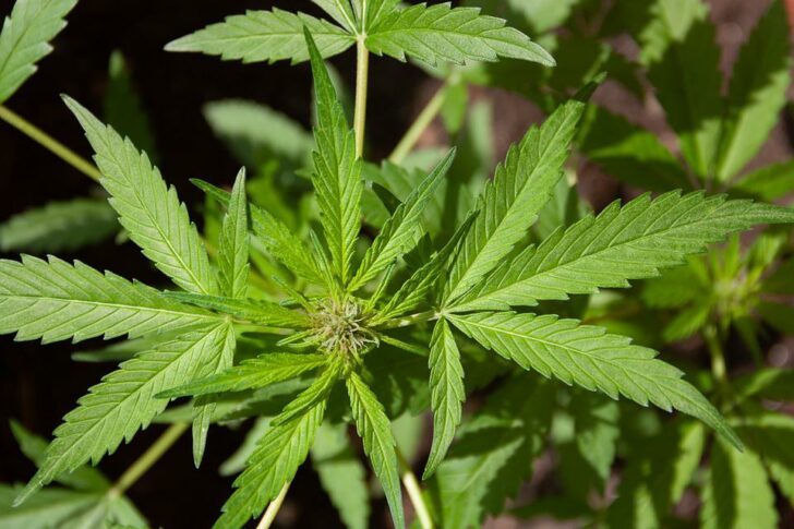 cannabis กัญชา