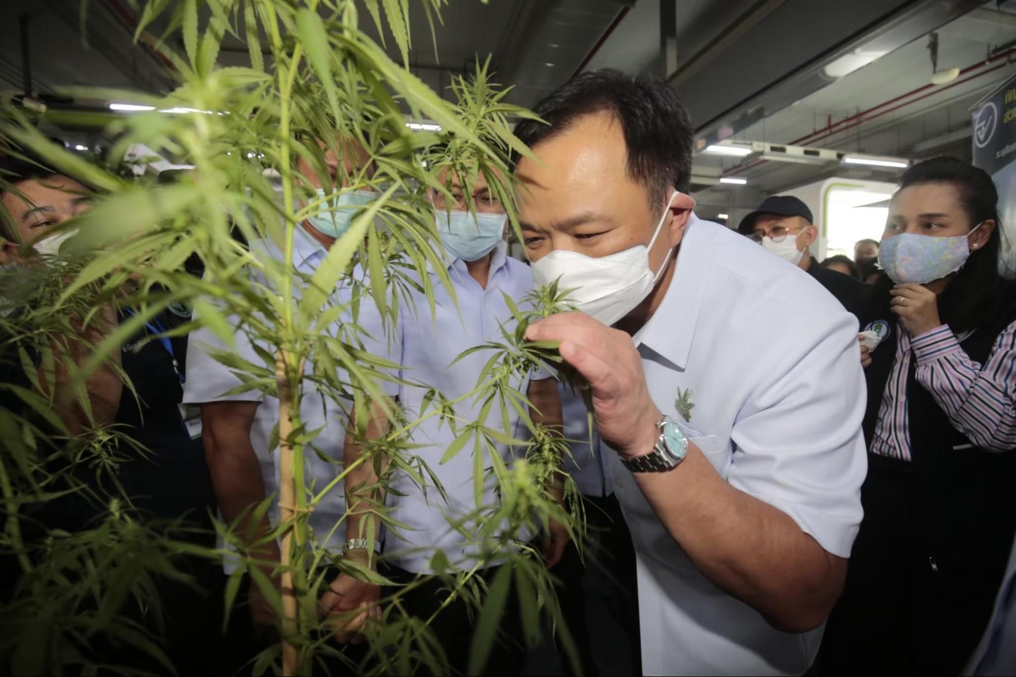 ‘อนุทิน’ นำทัพ สธ. แจกต้นกล้ากัญชา ฟรี! ‘มหกรรม 360 องศา ปลดล็อคกัญชา ประชาชนได้อะไร’ 10-12 มิ.ย. นี้ ที่บุรีรัมย์