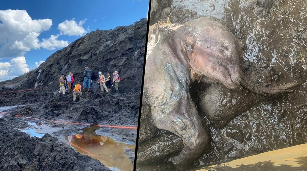 ขุดทองได้แมมมอธ ซากตัวน้อย อายุ 30,000 ปี สภาพสมบูรณ์เหมือนแค่หลับ