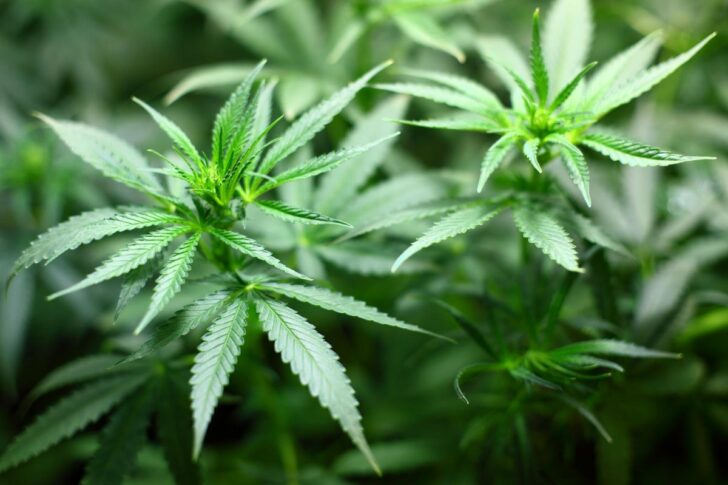 marijuana จับตาผู้ป่วยเข้ารพ.จากการใช้กัญชา