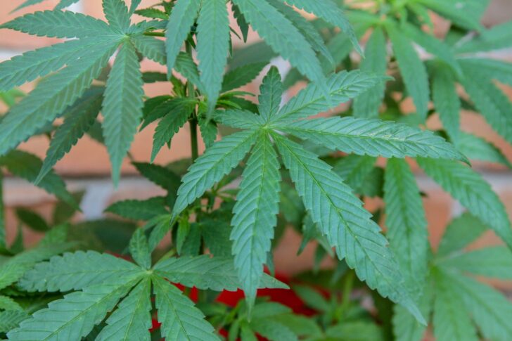 marijuana-g54131f5e6_1920