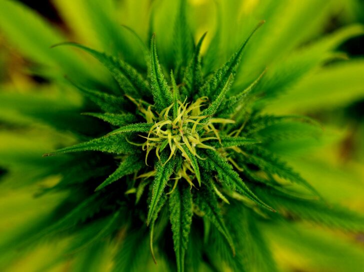 marijuana-gae82a90c0_1920