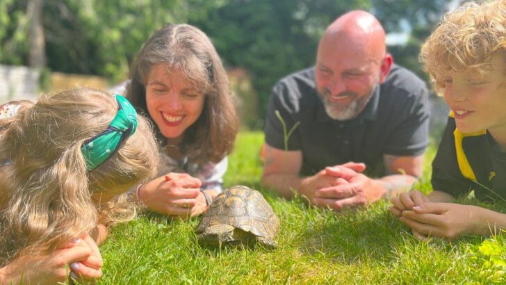 tortoise1