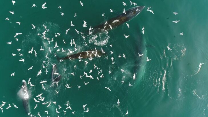 whale1