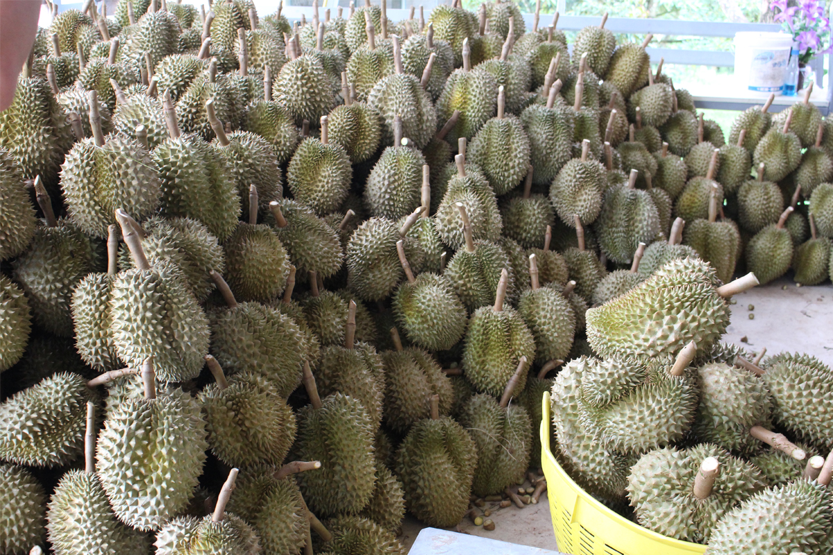 ทูตจีนรุกแก้ “ทุเรียน” ติดด่าน ซื้อสินค้าเกษตรไทย 3 แสนล้าน