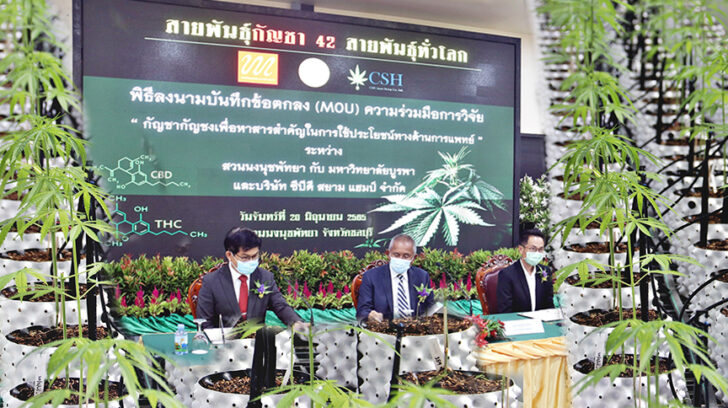สวนนงนุช กัญชา6