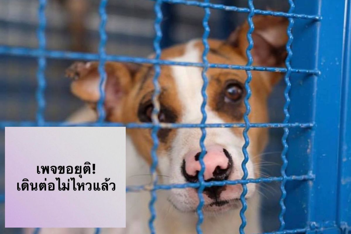 เพจช่วยหมาถูกจับโป๊ะ เปิดรับบริจาคไม่โปร่งใส