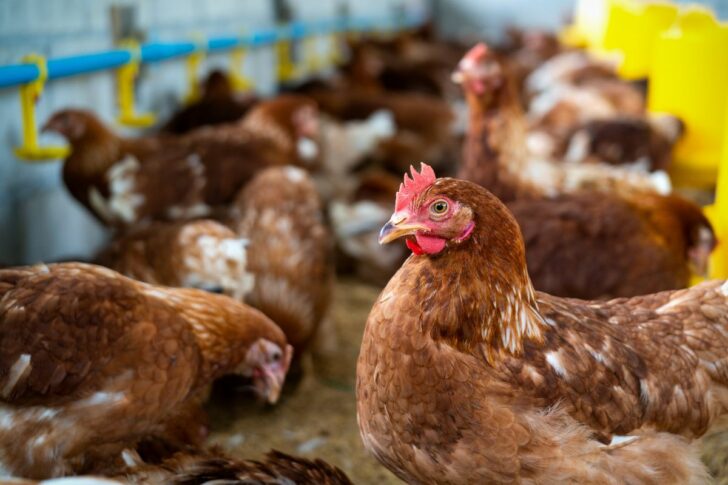 ไก่ วิจัยต่างประเทศชี้ไทยคือพื้นที่ที่เลี้ยงไก่ที่แรกของโลก