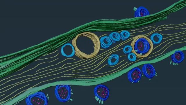 ภาพจำลองไวรัสโคโรนากำลังสร้างท่อขนาดเล็กในเซลล์เนื้อเยื่อจมูก เพื่อใช้เป็นช่องทางเข้าสู่สมอง