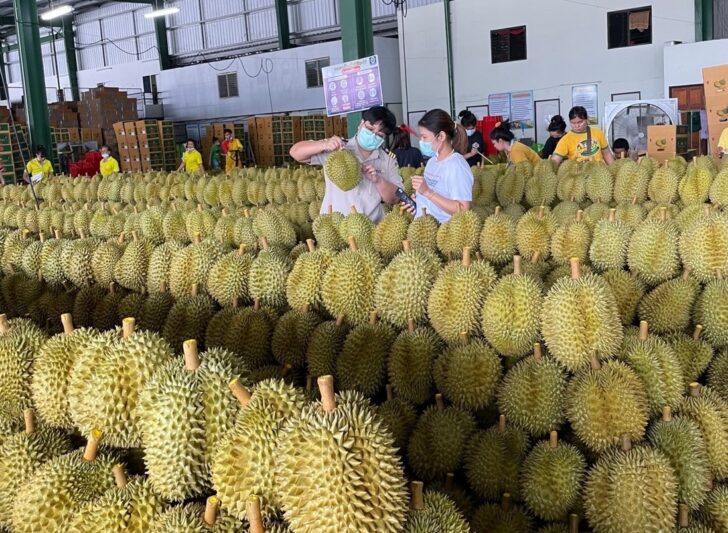 ทุเรียน ทุเรียน