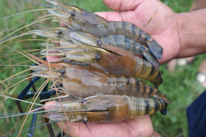 กุ้งก้ามกราม-โคมีชีวิตเตรียมส่งออก “จีน” ไฟเขียวแล้ว