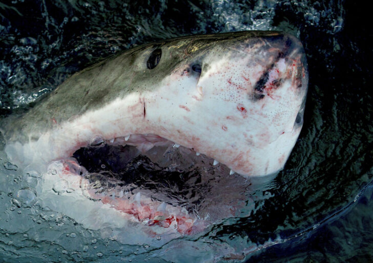 TV-Shark Week