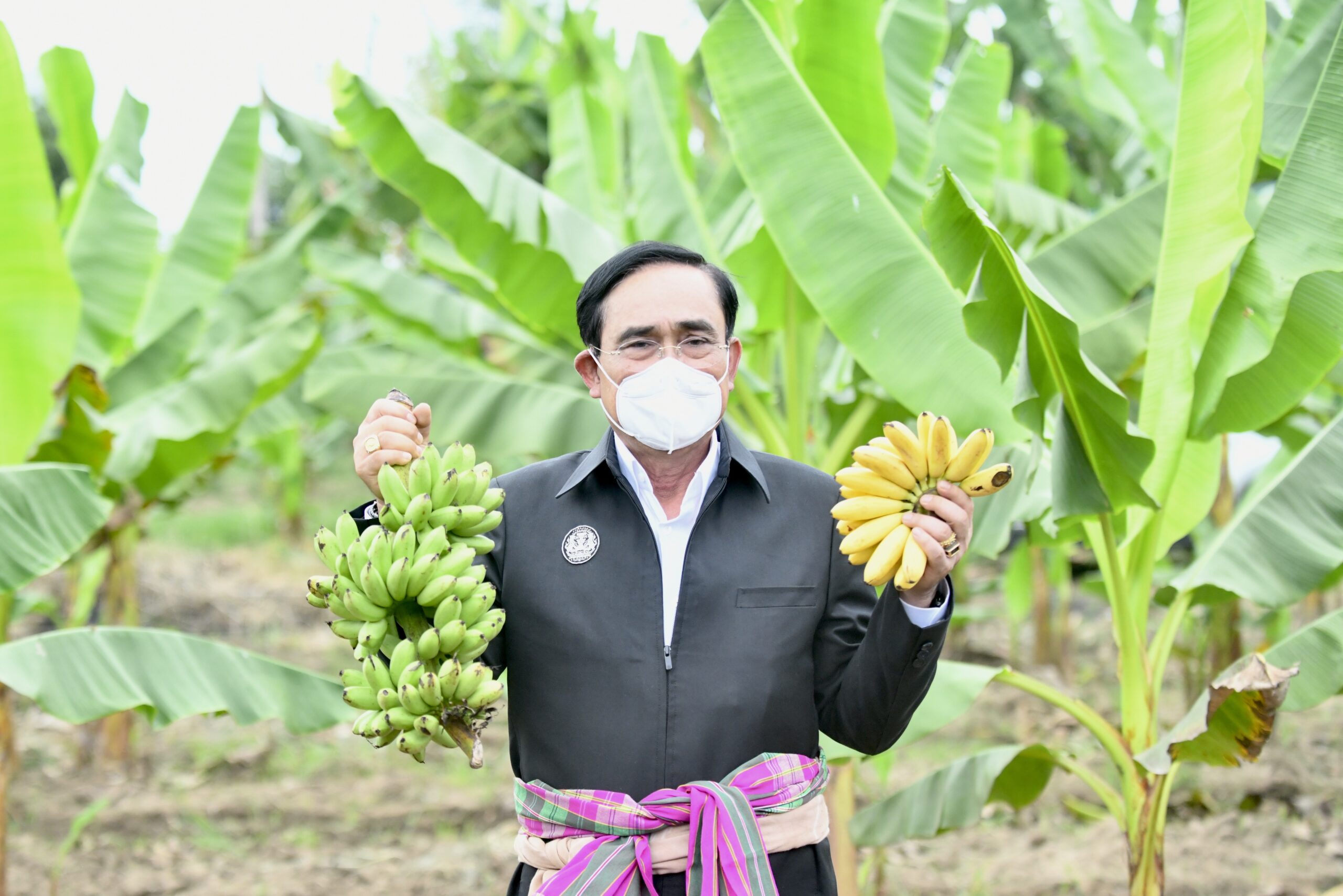 นายกฯ ตรวจเยี่ยมการบริหารงานกล้วยไข่แปลงใหญ่ ต.ท่าพุทรา จ.กำแพงเพชร ส่งเสริมเกษตรแปลงใหญ่ เพิ่มขีดความสามารถในการแข่งขันและการพัฒนาภาคการเกษตรอย่างยั่งยืนตามนโยบายรัฐบาล นายธนกร วังบุญคงชนะ โฆษกประจำสำนักนายกรัฐมนตรีเผยว่า วันนี้ (7 ก.ค.65) เวลา 10.40 น. ณ บ้านท้องคุ้ง หมู่ 7 ตาบลท่าพุทรา อำเภอคลองขลุง จังหวัดกำแพงเพชร พลเอก ประยุทธ์ จันทร์โอชา นายกรัฐมนตรีและรัฐมนตรีว่าการกระทรวงกลาโหม ตรวจเยี่ยมการบริหารงานกล้วยไข่แปลงใหญ่ ตามนโยบายรัฐบาลในการส่งเสริมการทำเกษตรแปลงใหญ่เพื่อเพิ่มขีดความสามารถในการแข่งขันและการพัฒนาภาคการเกษตรอย่างยั่งยืน ซึ่งกล้วยไข่ถือเป็นพืชอัตลักษณ์ (GI) ที่สำคัญประจำจังหวัดกำแพงเพชร มีการแปรรูปเป็นผลิตภัณฑ์ที่หลากหลายสามารถสร้างมูลค่าทางการตลาด สร้างอาชีพและรายได้ให้กับประชาชนในพื้นที่อย่างยั่งยืน โดยมีนายจุติ ไกรฤกษ์ รัฐมนตรีว่าการกระทรวงการพัฒนาสังคมและความมั่นคงของมนุษย์ นายสุชาติ ชมกลิ่น รัฐมนตรีว่าการกระทรวงแรงงาน นายชัยวุฒิ ธนาคมานุสรณ์ รัฐมนตรีว่าการกระทรวงดิจิทัลเพื่อเศรษฐกิจและสังคม ร่วมตรวจเยี่ยมครั้งนี้ด้วย โอกาสนี้ นายกรัฐมนตรีรับฟังรายงานความเป็นมาและสถานการณ์การปลูกกล้วยไข่กำแพงเพชร ตลอดจนปัญหาและแนวทางการส่งเสริมการปลูกกล้วยไข่พันธุ์ดั้งเดิมซึ่งเป็นสินค้าอัตลักษณ์ (GI) ของกำแพงเพชร โดยนายเชาวลิตร แสงอุทัย ผู้ว่าราชการจังหวัดกำแพงเพชร กล่าวว่า จังหวัดกำแพงเพชรดำเนินโครงการยกระดับแปลงใหญ่ด้วยเกษตรสมัยใหม่และเชื่อมโยงตลาด โดยมีกลุ่มเกษตรกรแปลงใหญ่ด้วยเกษตรสมัยใหม่เชื่อมโยงตลาด ปี 2564 เข้าร่วมโครงการ 47 แปลง เกษตรกร 2,216 ราย งบประมาณที่ได้รับการสนับสนุน 137 ล้านบาท โดยเกษตรกรได้นำนวัตกรรมและเทคโนโลยีที่ได้รับไปเพิ่มประสิทธิภาพการผลิต สามารถลดต้นทุนการผลิตได้ร้อยละ17.69 เพิ่มผลผลิตได้ร้อยละ 18.01 ส่วนปัญหาที่เกิดขึ้นเกษตรกรประสบปัญหาภัยธรรมชาติ ความแห้งแล้งและลมพายุ ทำให้เกษตรกรหันไปปลูกพืชชนิดอื่นส่งผลให้พื้นที่ปลูกกล้วยไข่ลดลงเรื่อย ๆ จนเหลือ 2,951 ไร่ ในปัจจุบัน นายกรัฐมนตรีกล่าวว่าชอบกล้วยไข่เพราะอร่อยและมีกลิ่นหอม ขอบคุณในความร่วมมือร่วมใจของทุกคนกับรัฐบาลในการขับเคลื่อนนโยบายที่เป็นประโยชน์ต่อประชาชน พร้อมชื่นชมการดำเนินงานของวิสาหกิจชุมชนกลุ่มเกษตรกรกล้วยไข่ ตำบลท่าพุทรา อำเภอคลองขลุง และทุกภาคส่วนในพื้นที่ที่มีการดำเนินงานด้วยความเข้มแข็ง มีการเข้าถึงปัญหาและนำไปสู่การแก้ไขปัญหาอย่างถูกต้อง ทำให้มีภูมิคุ้มกัน และเป็นไปตามแนวพระราชดำริพระบาทสมเด็จพระเจ้าอยู่หัวรัชกาลที่ 9 และพระราชปณิธานของพระบาทสมเด็จพระเจ้าอยู่หัวรัชกาลที่ 10 สืบสาน รักษาต่อยอด โดยเฉพาะการนำปัญหาที่เกิดขึ้นในอดีตมาวิเคราะห์ แล้วนำไปสู่การแก้ไขปัญหาอย่างตรงจุดทำให้มีรายได้ที่เพียงพอ ซึ่งสอดคล้องกับที่นายกรัฐมนตรีต้องการให้ประชาชนมีรายได้ที่ยั่งยืน ส่วนปัญหาพื้นที่การปลูกกล้วยที่ลดลงนั้น นายกรัฐมนตรีให้ข้อเสนอแนะว่าต้องไปหาสาเหตุของปัญหาที่เกิดขึ้น เพื่อจะได้นำไปสู่การแก้ไขปัญหา โดยมอบหมายให้เกษตรจังหวัดไปศึกษาหาแนวทางร่วมกับหน่วยงานที่เกี่ยวข้อง ต้องหาแนวทางที่เหมาะสมสอดคล้องกับสภาพพื้นที่ รวมถึงการปลูกพืชผสมผสานระหว่างที่รอกล้วยยังไม่ออกผล เพื่อจะได้มีรายได้ต่อเนื่อง และขอให้ใช้น้ำยาหรือปุ๋ยชีวภาพแทนสารเคมี เพื่อช่วยลดต้นทุนการผลิต อย่างไรก็ตาม หากจะปรับเปลี่ยนการปลูกพืชไปสู่พืชใดก็แล้วแต่ ขออย่าทิ้งการปลูกกล้วยไข่ นายกรัฐมนตรีกล่าวถึงปัญหาผลกระทบเรื่องราคาต้นทุนการผลิต เช่น ปุ๋ย ที่ได้รับผลจากความขัดแย้งในต่างประเทศที่เกิดขึ้นขณะนี้ รัฐบาลก็พยายามดูแลอย่างเต็มที่ แต่ราคาปุ๋ยก็แพงทั้งหมดและทั่วโลกได้รับผลกระทบเช่นกัน ดังนั้น ขณะนี้จึงขอให้ทุกคนปรับตัว โดยเฉพาะการหันมาใช้ปุ๋ยชีวภาพแทนสารเคมี และขอให้ทุกคนอดทนอีกหน่อย นายกรัฐมนตรีก็รู้สึกเจ็บปวดและรับรู้ถึงปัญหาที่ประชาชนและเกษตรกรได้รับจากผลกระทบที่เกิดขึ้น ทั้งนี้ ทำงานก็เพื่อประชาชน และรัฐบาลยังให้ความสำคัญ และดำเนินการดูแลบริหารจัดการน้ำ ทั้งน้ำบนดิน น้ำใต้ดิน (น้ำบาดาล) การทำระบบส่งน้ำ แหล่งเก็บกักน้ำ ให้เพียงพอทั้งการอุปโภคบริโภค และการเกษตร รวมถึงการดำเนินการเรื่องของโครงสร้างพื้นฐานคมนาคมเข้าถึงทุกพื้นที่ ซึ่งสิ่งต่าง ๆ ที่รัฐบาลได้ดำเนินการนั้น จะทำให้ประชาชนได้รับประโยชน์ทั้งโดยตรงและโดยอ้อม เพราะทุกอย่างจะเชื่อมโยงถึงกันทั้งหมดตามที่รัฐบาลได้ดำเนินการไว้ นายกรัฐมนตรีย้ำการทำเกษตรต้องมีการลดต้นทุนการผลิต โดยให้นำเครื่องมือ เครื่องจักร รวมถึงการนำเทคโนโลยีสมัยใหม่เข้ามาช่วย และผลิตให้สอดคล้องกับความต้องการของตลาด โดยเฉพาะต้องมีการรวมกลุ่มกันเพื่อรัฐบาลจะเข้ามาดูแลได้ เช่น กองทุนหมู่บ้าน โดยรัฐบาลจะดูแลให้ดีที่สุด พร้อมกล่าวชื่นชมที่มีการสร้างมูลค่าทางการตลาดไปสู่ช่องทางต่าง ๆ ทั้งออฟไลน์และออนไลน์ รวมถึงมีการประชาสัมพันธ์อย่างต่อเนื่องให้เป็นที่รู้จักอย่างกว้างขวางมากขึ้น และมีการใช้ทุกส่วนของกล้วยไข่อย่างมีประสิทธิภาพครบวงจร คุ้มค่า ในการนำไปแปรรูปเป็นผลิตภัณฑ์ต่าง ๆ เพื่อสร้างมูลค่า โดยขอให้ดำเนินการต่อเนื่อง รวมถึงการทำเกษตรปลอดภัย GAP และเกษตร GI ซึ่งนายกรัฐมนตรีสนับสนุนให้มีการดำเนินการให้มากขึ้นตามนโยบายรัฐบาล เพื่อสร้างขีดความสามารถในการแข่งขัน และสร้างมูลค่าให้กับผลิตภัณฑ์ ย้ำว่ารัฐบาลจะพยายามหาช่องทางในการดูแลให้มากยิ่งขึ้น นายกรัฐมนตรีกล่าวว่ารักทุกคน รักทุกจังหวัด เพราะทุกคนคือคนไทย ซึ่งการที่ทุกคนรักสามัคคีกันทำให้ต่างประเทศเกิดความเชื่อมั่นมาลงทุนในประเทศไทยมากขึ้น ซึ่งขณะนี้หลายประเทศก็มาลงทุนในประเทศไทยแล้ว ทั้งโรงงานอุตสาหกรรมใหม่ ๆ รถยนต์ไฟฟ้า ซึ่งจะทำให้ประเทศไทยมีรายได้เพิ่มขึ้นจากภาษีเพื่อนำกลับมาดูแลประชาชนและพัฒนาประเทศต่อไป ในต้อนท้าย นายกรัฐมนตรีกำชับให้ทุกคนดูแลสุขภาพตนเอง และปฏิบัติตามมาตรการด้านสาธารณสุข Universal Prevention โดยเฉพาะการสวมหน้ากากอนามัยเพื่อป้องกันการแพร่ระบาดของโควิด19 และทำให้อยู่กับโควิดอย่างปลอดภัย ซึ่งจะทำให้ทุกคนมีเงินไปใช้ในด้านอื่นที่จำเป็น ทำให้ทุกคนอยู่รอดทั้งปลอดภัยจากโควิด ปลอดภัยจากสถานการณ์เศรษฐกิจ เพื่อไปสู่ความยั่งยืน คือทุกคนมีรายได้ที่เพียงพอสอดคล้องกับสถานการณ์ที่เกิดขึ้น จากนั้นนายกรัฐมนตรีเยี่ยมชมการดำเนินงานการบริหารจัดการกล้วยไข่แปลงใหญ่ ตำบลท่าพุทรา โดยมีนางดวงฤทัย เงินยวง ประธานกลุ่มกล้วยไข่แปลงใหญ่ฯ นำเยี่ยมชม รวมทั้งนายกรัฐมนตรีได้ปลูกกล้วยไข่สายพันธุ์กำแพงเพชรร่วมกับชาวกำแพงเพชรด้วย พร้อมเยี่ยมชมผลิตภัณฑ์แปรรูปต่าง ๆ จากกล้วยไข่ซึ่งเป็นสินค้าและผลิตภัณฑ์เป็นเอกลักษณ์ท้องถิ่นที่ขึ้นชื่อ เช่น ข้าวเกรียบกล้วยไข่ กล้วยอบแดด คุกกี้แป้งกล้วยไข่ น้ำพริกกล้วยไข่ ท้องม้วน-ทองพับกล้วยไข่ เป็นต้น สำหรับวิสาหกิจชุมชนกลุ่มเกษตรกรกล้วยไข่ ตำบลท่าพุทรา อำเภอคลองขลุง เป็นกลุ่มเกษตรกรที่มีอาชีพทำสวนกล้วยไข่เป็นอาชีพหลัก ได้เข้าร่วมเป็นกลุ่มเกษตรกรแปลงใหญ่กล้วยไข่ตามนโยบายรัฐบาล ในปี พ.ศ. 2560 เพื่อเข้าสู่การพัฒนาตลอดห่วงโซ่อุปทานตามระบบเกษตรแปลงใหญ่ ที่นำไปสู่การลดต้นทุนและพัฒนาคุณภาพผลผลิตให้เป็นที่ต้องการของตลาด ตามมาตรฐานการปฏิบัติทางการเกษตรที่ดีและเหมาะสม (GAP : Good Agricultural Practice) และการรับรองสิ่งบ่งชี้ทางภูมิศาสตร์ (GI : Geographical Indication) รวมทั้งเพื่อเป็นการอนุรักษ์สายพันธุ์กล้วยไข่พื้นเมืองให้เป็นสัญลักษณ์คู่เมืองกำแพงเพชร โดยทางกลุ่มได้รับการส่งเสริมจากหน่วยงานที่เกี่ยวข้องในการพัฒนาวิธีการผลิต และการบริหารจัดการแบบระบบแปลงใหญ่ ส่งผลให้ผลผลิตเพิ่มขึ้น ต้นทุนการผลิตลดลง ช่วยลดการใช้สารเคมีโดยใช้สารชีวภัณฑ์ทดแทน และคุณภาพผลผลิตเพิ่มขึ้น โดยผลผลิตที่ได้เป็นกล้วยไข่ปลอดภัยได้มาตรฐาน GAP 33 ราย และได้มาตรฐาน GI 27 ราย รวมทั้งสามารถสร้างมูลค่าเพิ่มทางการตลาด โดยมีการแปรรูปเป็นผลิตภัณฑ์ต่าง ๆ อาทิ ข้าวเกรียบกล้วยไข่ น้ำพริกกล้วยไข่ ชาเกสรกล้วยไข่ อาหารสัตว์สำหรับเลี้ยงแพะ และจำหน่ายผ่านช่องทางการตลาดทั้งในกรุงเทพฯ และจังหวัดต่าง ๆ รวมทั้งยังมีช่องทางตลาด Online ในแพลตฟอร์มต่าง ๆ ////