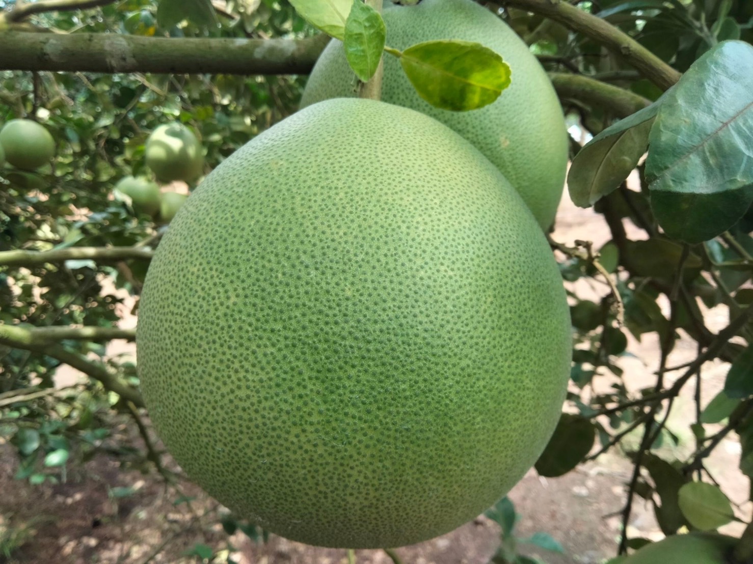 ขึ้นทะเบียน GI เพิ่ม 2 รายการ ส้มโอปราจีน-พุทรานมบ้านโพน