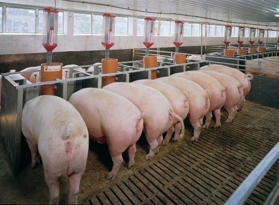S__8134753 เปิดงบเยียวยาเกษตรกรจากโรคระบาดหมู ASF
