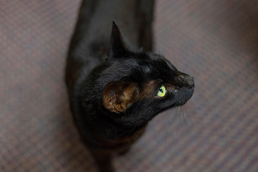 แมวดำจอมซน