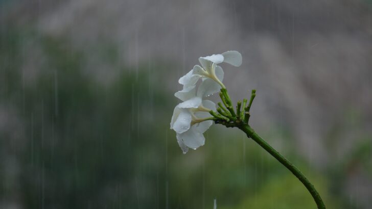 frangipani-gf55fe6be0_1920 กรมอุตุนิยมวิทยาประกาศฉบับ 9 ฝนตกหนัก คลื่นสูง 11-14 ก.ค.