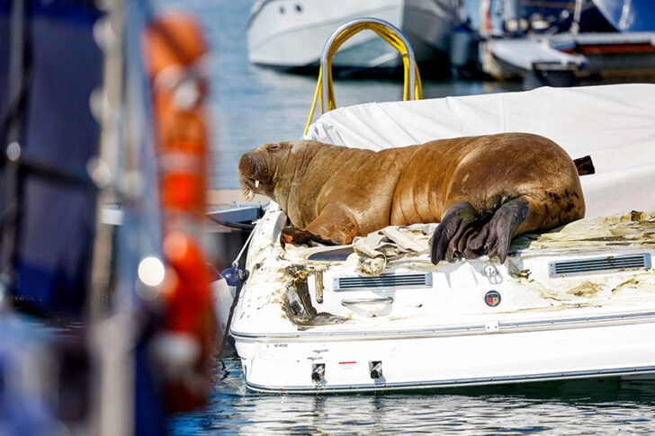 NORWAY-ANIMAL-WALRUS-FREYA-OFFBEAT วอลรัสขวัญใจ