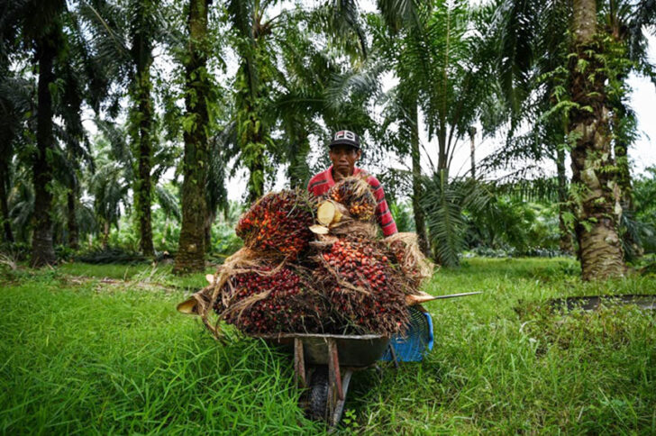 MALAYSIA-LABOUR-ECONOMY-COMMODITY เกษตรกรสวนปาล์ม