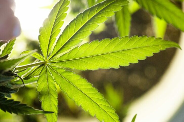 marijuana-5315558_960_720-768x512