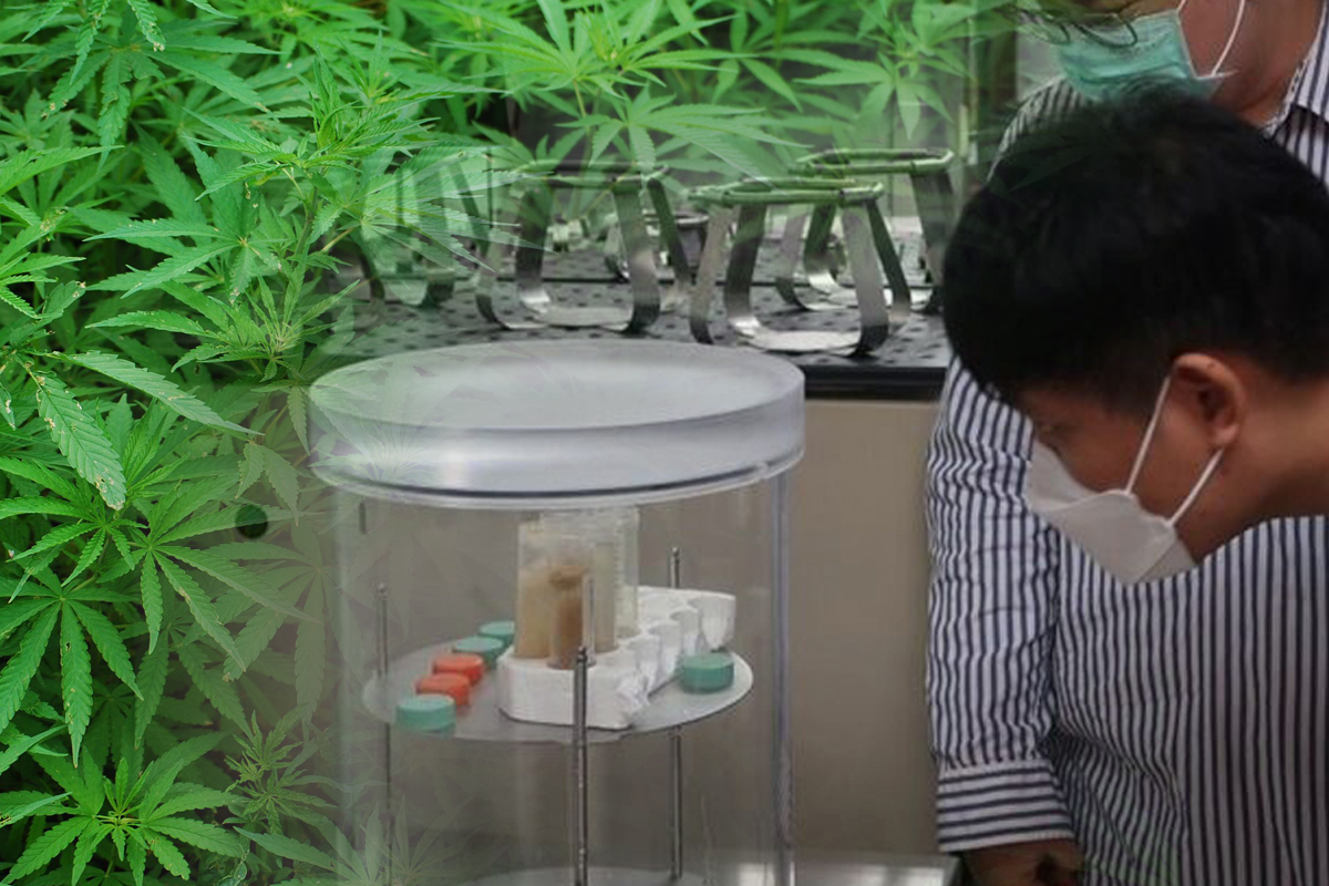 จุฬาฯเผยผลวิจัย สุ่มตรวจร้านขายเครื่องดื่ม พบสาร THC “กัญชา” เกิน 30%