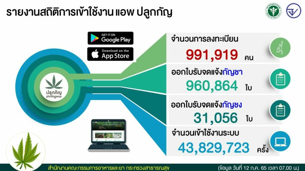 กัญชง กัญชา