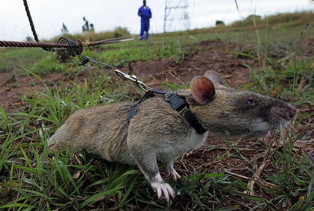 Landmine rat