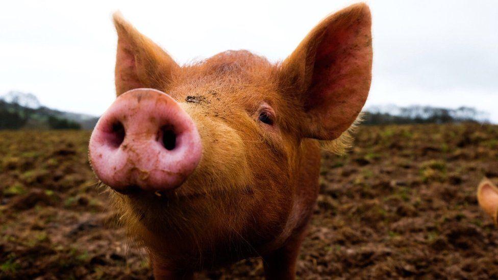เทคนิคใหม่ปลุกอวัยวะหมูคืนชีพได้บางส่วน หลังตายไป 1 ชั่วโมง