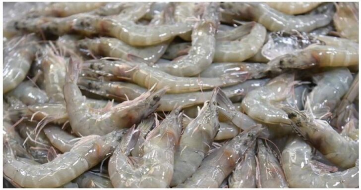 กุ้ง กุ้ง