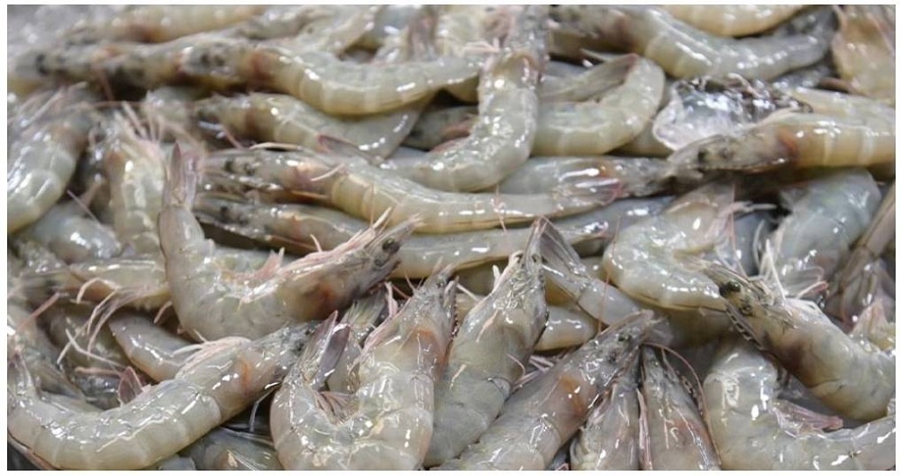 เริ่มแล้วช่วยเหลือผู้เลี้ยงกุ้ง แก้ราคาดิ่ง ชดเชยราคาไม่เกิน 20 บาท/กก.