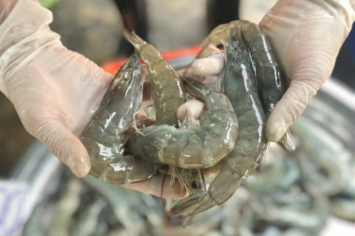 3-1 นำเข้ากุ้ง กุ้ง