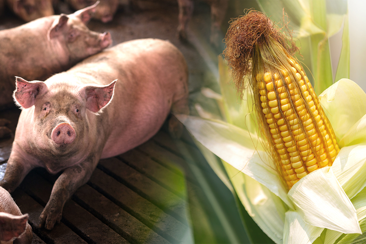 วิกฤตโรค ASF หมูตายฉุดยอดใช้ “อาหารสัตว์” หด 7%