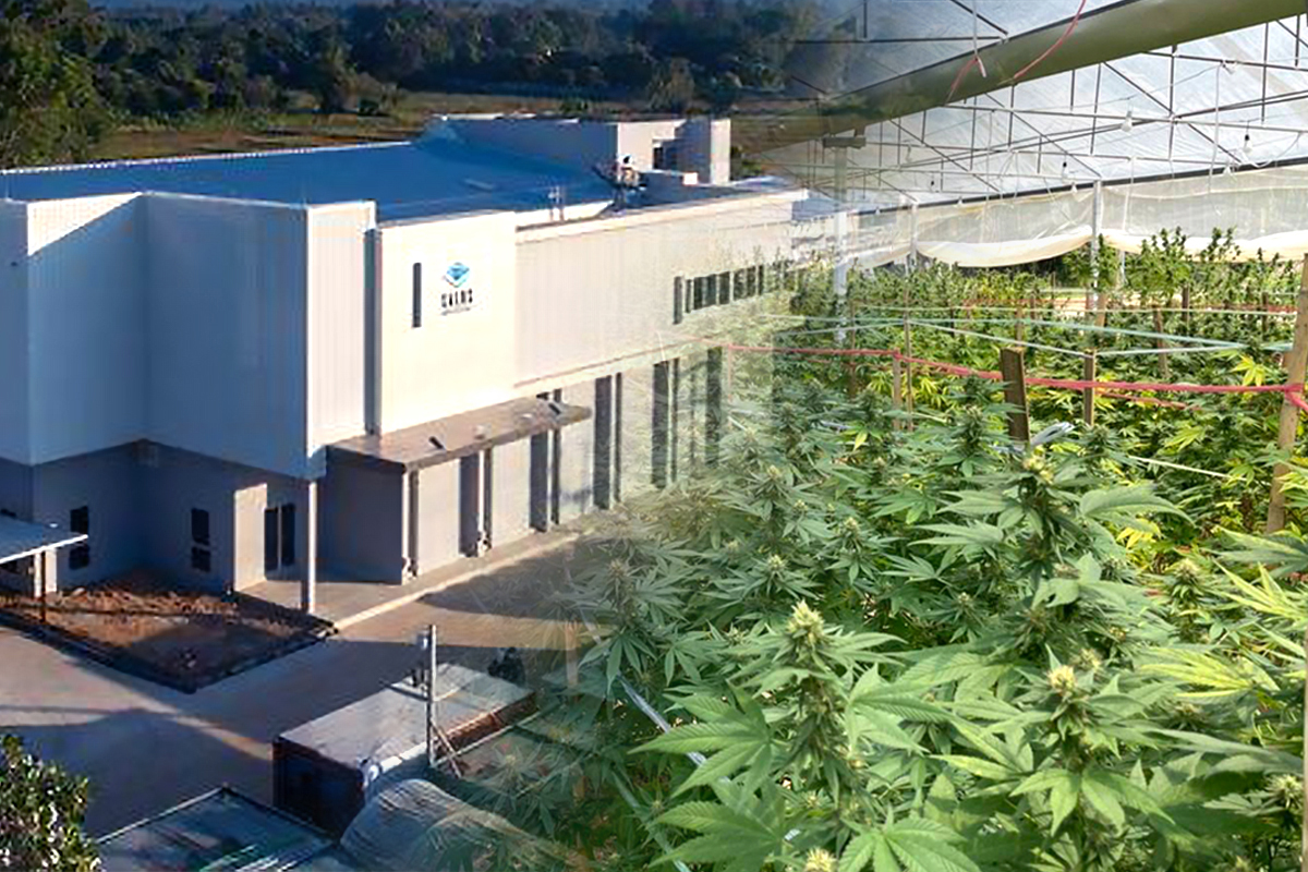 “ซาลัส” ทุ่ม 900 ล้าน ที่เชียงใหม่ สกัด “กัญชา-กัญชง” ผลิตยาส่งอาเซียน