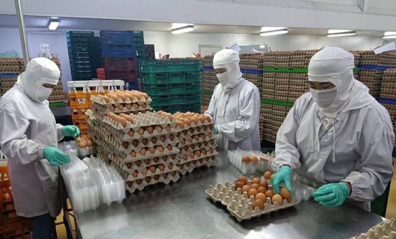 ผู้เลี้ยงไก่ไข่กระอัก ต้นทุนอาหารสัตว์พุ่ง ปศุสัตว์เข้มรักษาการผลิต-บริโภค