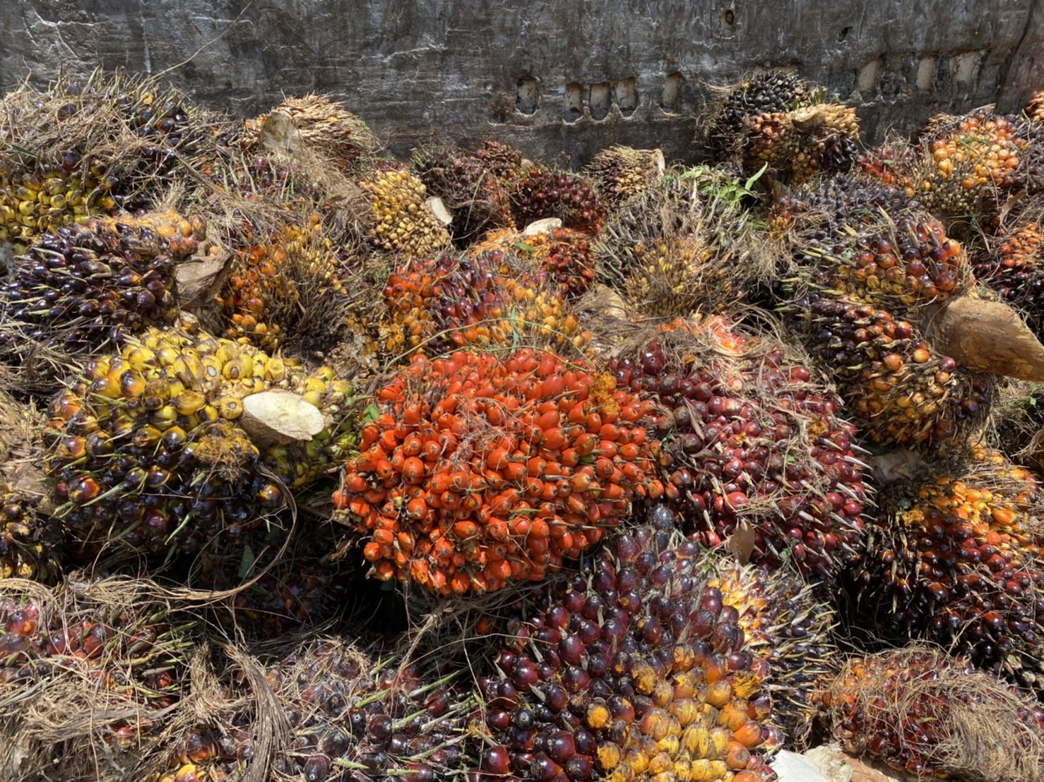 สุราษฎร์ธานีจับมือ RSPO ยกระดับเกษตรกร MOU ต้นแบบเมืองปาล์มน้ำมันยั่งยืน
