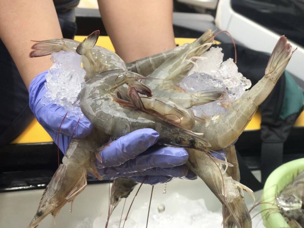 คบท.เคาะช่วยเหลือผู้เลี้ยงกุ้ง ชดเชยราคา เป้าหมาย 5,000 ตัน