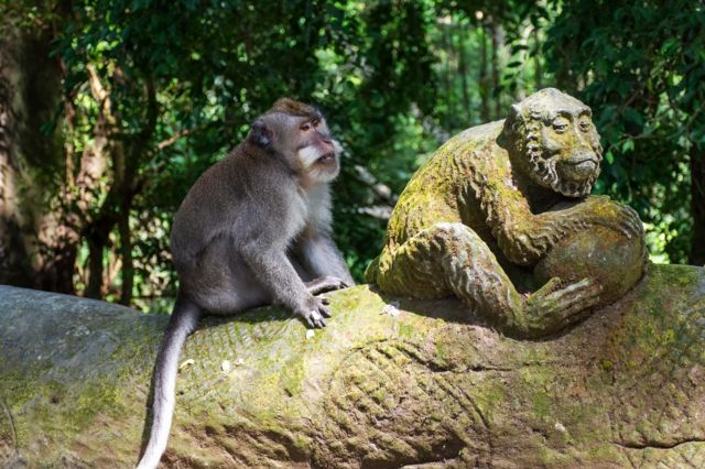 ลิงแสมที่อุทยานลิงศักดิ์สิทธิ์ เมืองอูบุด บนเกาะบาหลี