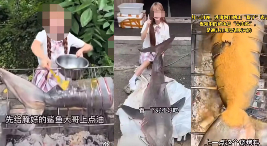 จีนเปิดสอบ อินฟลูเอนเซอร์ ปิ้งย่างกินฉลามขาว คุยฟุ้งถึงดุร้ายแต่เนื้อนุ่ม